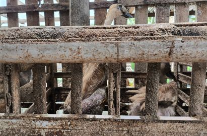 Duck Farms in Indonesia (2)