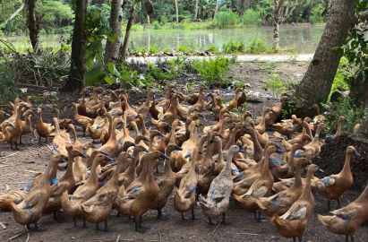 Duck Farms in Indonesia (4)